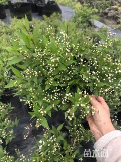 高度30厘米冰生溲疏