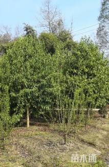 11公分乐昌含笑