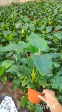 高度40厘米鹤望兰