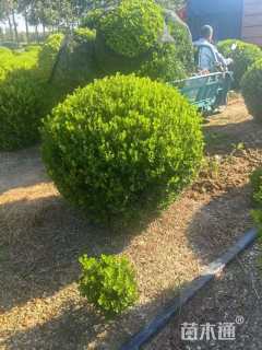 冠幅100厘米小叶黄杨球