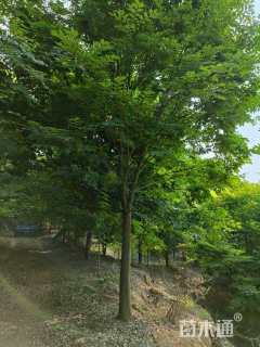 16公分榉树