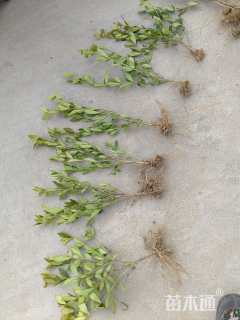 高度40厘米小叶栀子