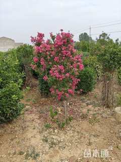 高度1.8厘米丛生紫薇