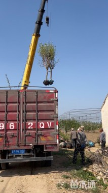 高度180厘米柿树小苗