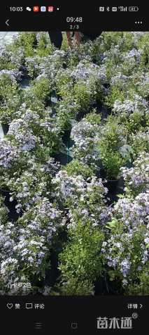 高度20厘米荷兰菊