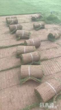 草毯状翦股颖