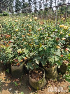 高度35厘米欧洲月季