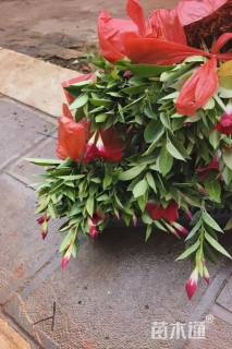 高度30厘米仙客来