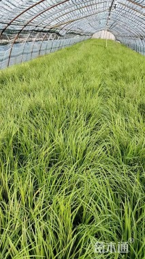 高度25厘米金叶石菖蒲