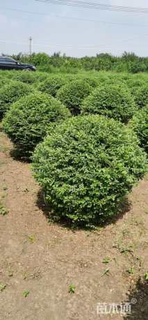 冠幅120厘米小叶女贞球