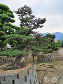 造型黑松