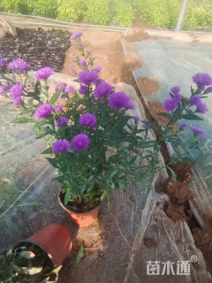 高度25厘米翠菊
