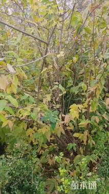 高度350厘米丛生蜡梅