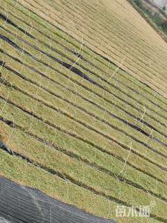 高度3厘米山桐子小苗