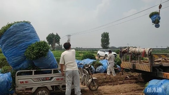 高度150厘米水蜡球