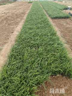 高度10厘米兰花