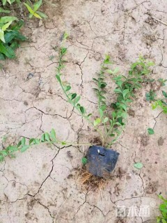 小叶扶芳藤