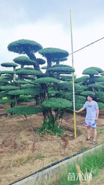 50公分造型对节白蜡