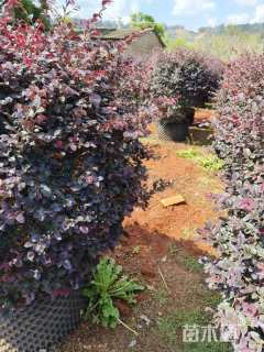 冠幅120厘米红花继木球