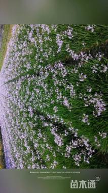 高度30厘米紫娇花