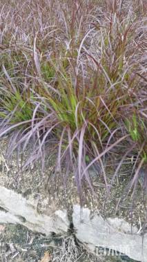 高度45厘米紫穗狼尾草