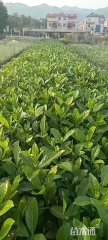 高度25厘米大叶栀子