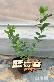 高度40厘米蓝莓