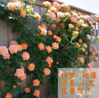 高度180厘米月季