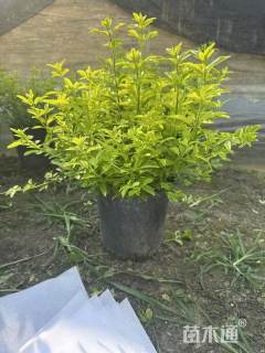 高度30厘米迎春