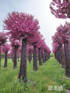 5.5公分紫薇