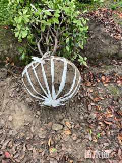 冠幅250厘米红叶石楠球