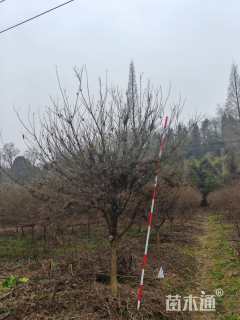 高度250厘米羽毛枫