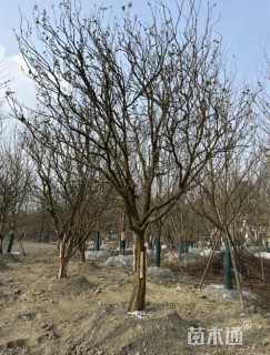 高度350厘米红橘