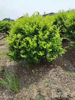 冠幅130厘米金森女贞球