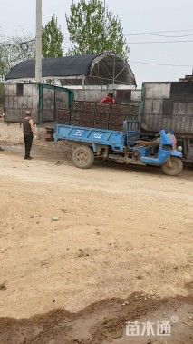 高度30厘米金叶大花六道木