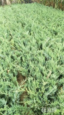 高度40厘米沙地柏