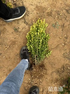 高度60厘米瓜子黄杨