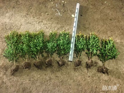 高度30厘米大叶黄杨小苗