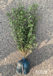 高度35厘米六月雪小苗