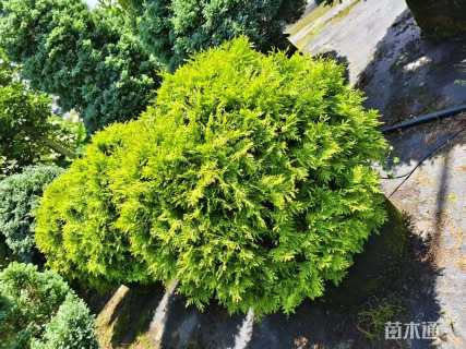 高度40厘米金球桧