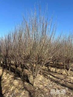 高度280厘米木槿