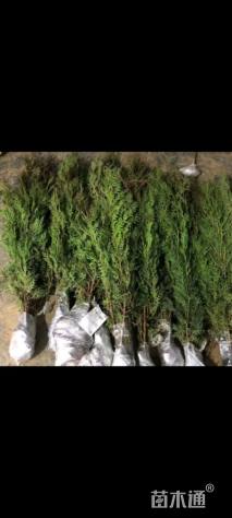 高度30厘米侧柏小苗
