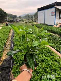 高度30厘米硬枝黄蝉