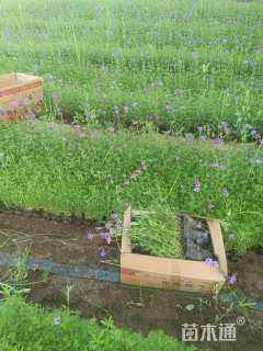 高度30厘米美女樱