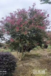 高度350厘米丛生紫薇