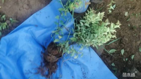 高度60厘米天目琼花