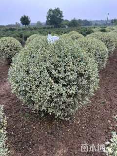 冠幅180厘米银姬小蜡球