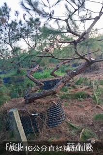 高度150厘米马尾松