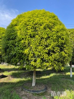 20公分桂花