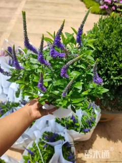 高度10厘米婆婆纳